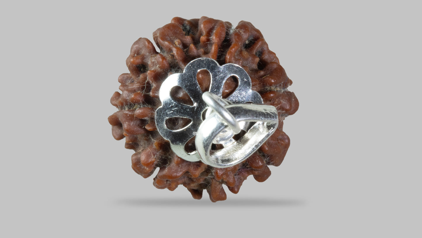 7 MUKHI RUDRAKSHA (19.61 mm)