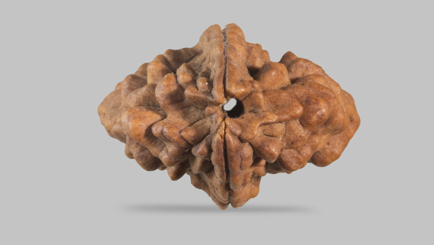 2 MUKHI RUDRAKSHA (30.70 mm)