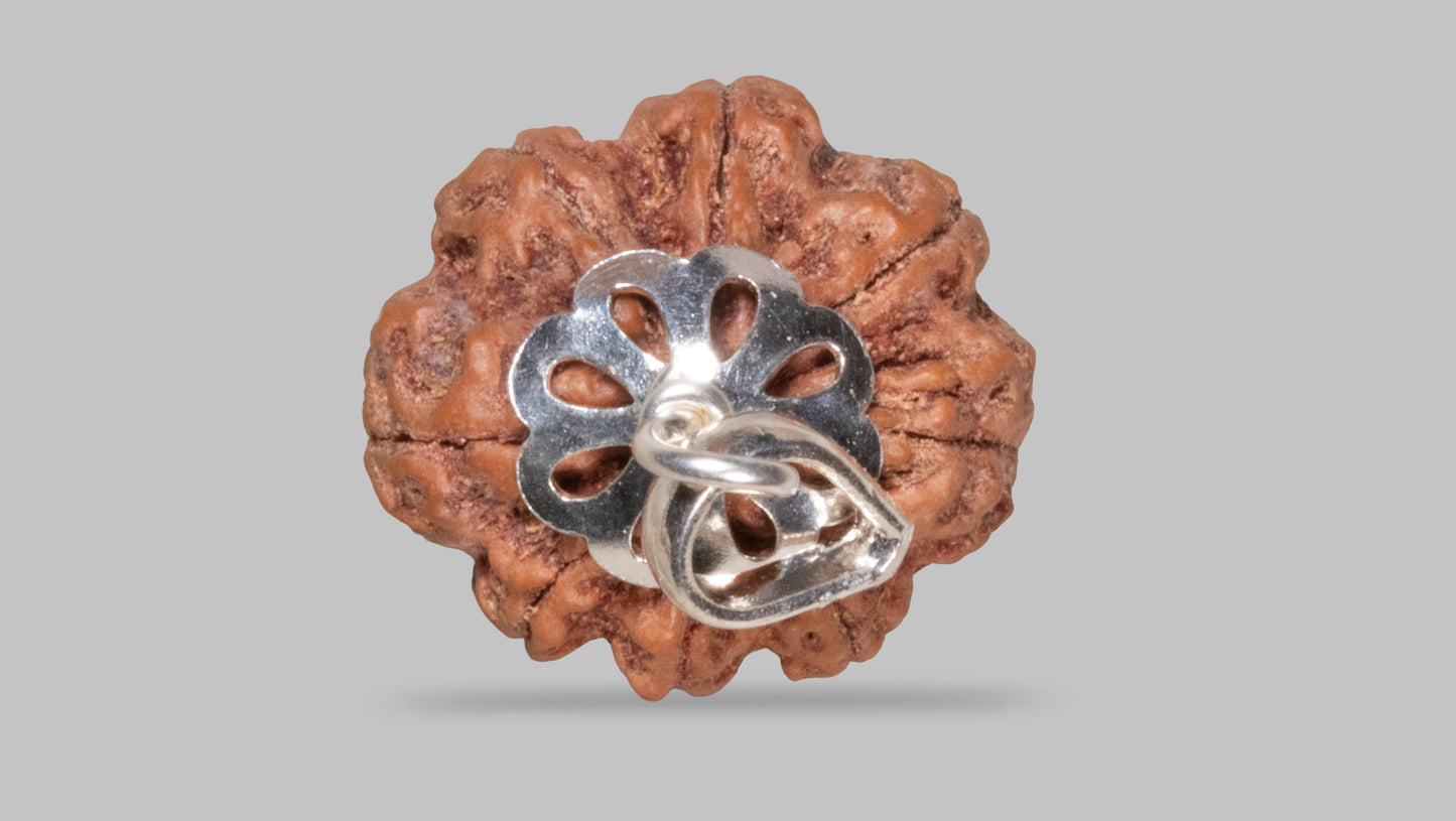 8 MUKHI RUDRAKSHA (21.07 mm)