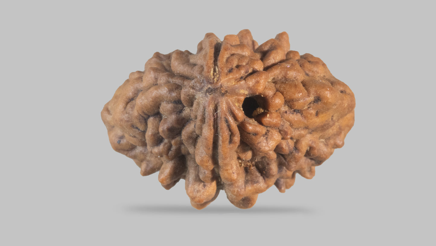 2 MUKHI RUDRAKSHA (29.90 mm)