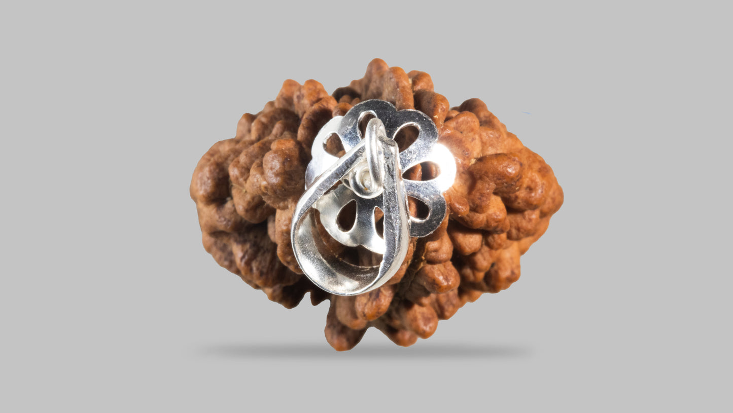 2 MUKHI RUDRAKSHA (31.94 mm)