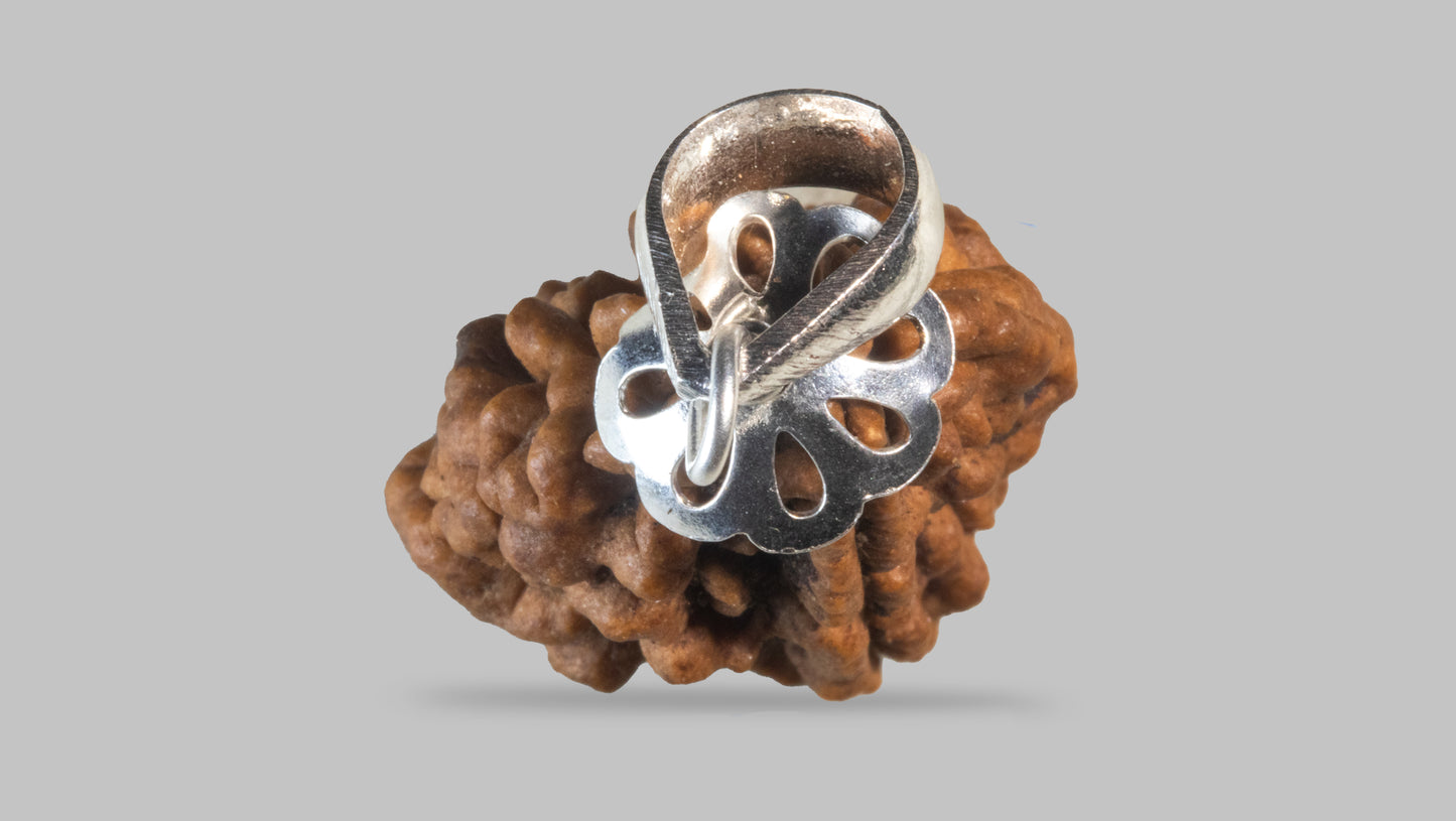 2 MUKHI RUDRAKSHA (28.31 mm)