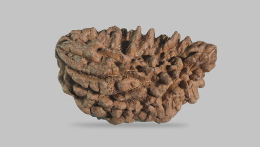 1 MUKHI RUDRAKSHA (34.70 mm)