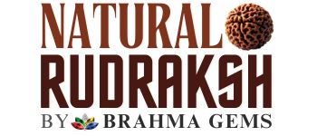 Natural Rudraksha