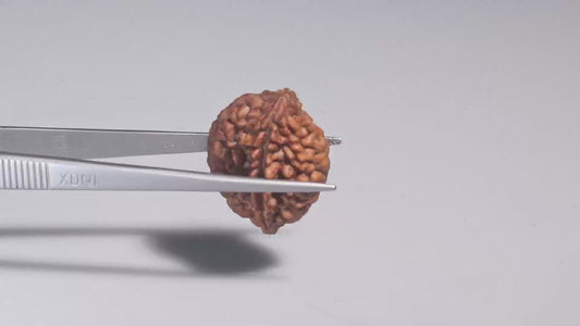 2 MUKHI RUDRAKSHA (27.60 mm)