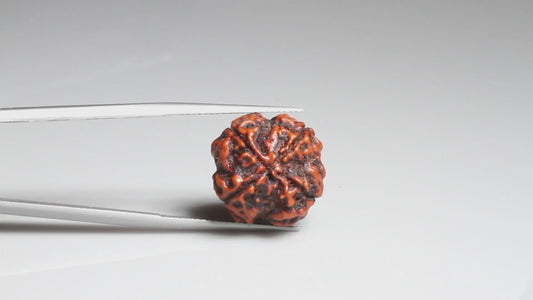 4 MUKHI RUDRAKSHA (17.30 mm)