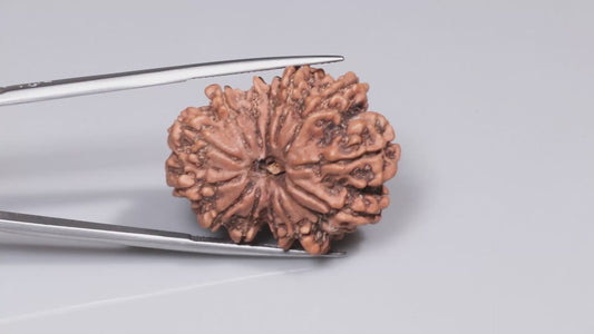 14 MUKHI RUDRAKSHA (30.72 mm)