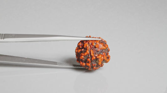 4 MUKHI RUDRAKSHA (17.80 mm)