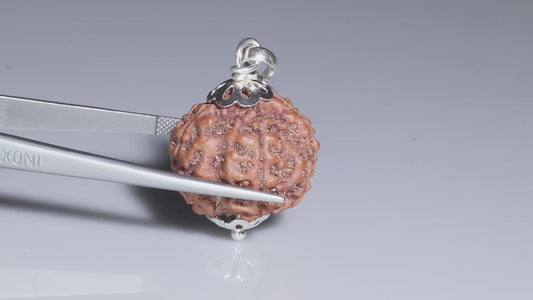 5 MUKHI RUDRAKSHA (23.45 mm)