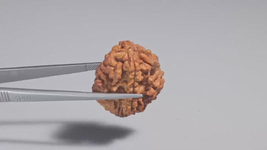 2 MUKHI RUDRAKSHA (29.46 mm)