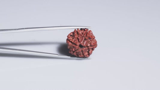 6 MUKHI RUDRAKSHA (19.55 mm)