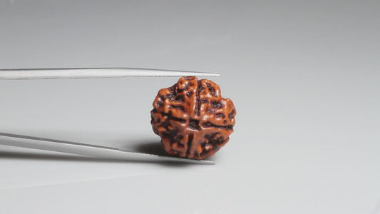 4 MUKHI RUDRAKSHA (17.94 mm)