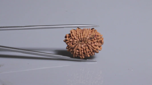 15 MUKHI RUDRAKSHA (23.46 mm)