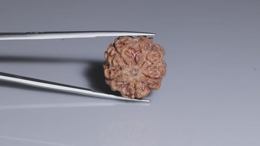 5 MUKHI RUDRAKSHA (22.80 mm)