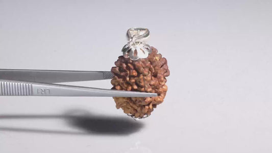 2 MUKHI RUDRAKSHA (28.98 mm)