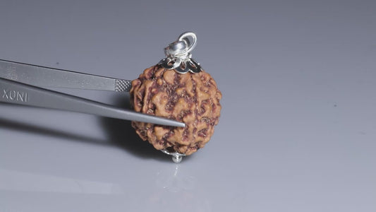 5 MUKHI RUDRAKSHA (21.88 mm)