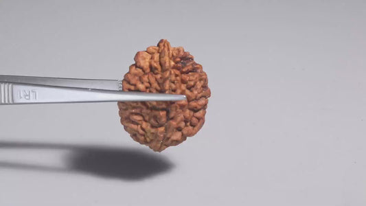 2 MUKHI RUDRAKSHA (29.35 mm)