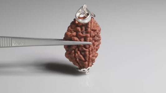 2 MUKHI RUDRAKSHA (27.90 mm)
