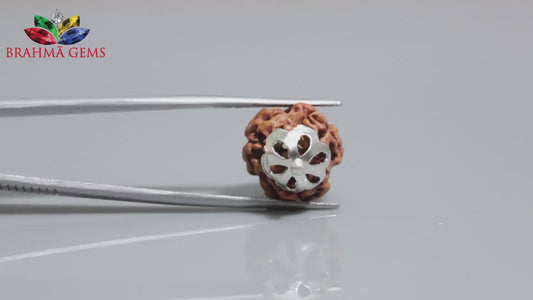 3 MUKHI RUDRAKSHA (19.72 mm)