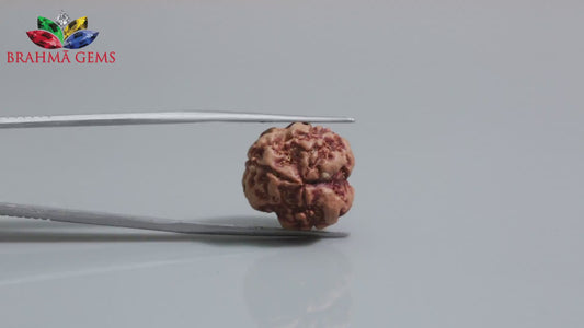 3 MUKHI RUDRAKSHA (17.95 mm)
