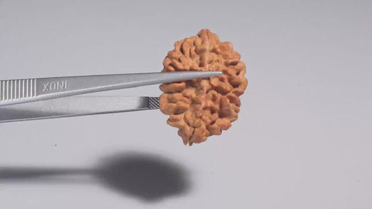 2 MUKHI RUDRAKSHA (29.40 mm)
