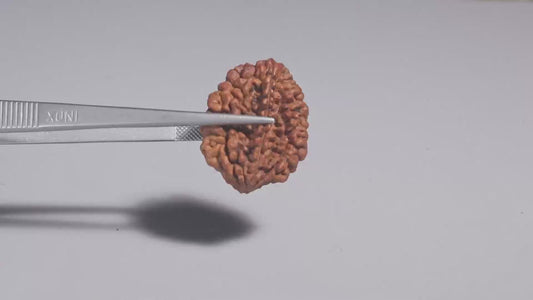 2 MUKHI RUDRAKSHA (31.35 mm)