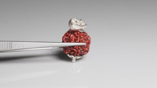 4 MUKHI RUDRAKSHA (18.70 mm)