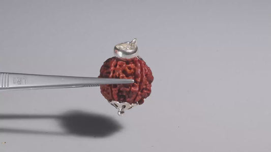 6 MUKHI RUDRAKSHA (17.40 mm)