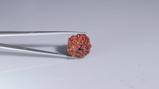 4 MUKHI RUDRAKSHA (19.30 mm)
