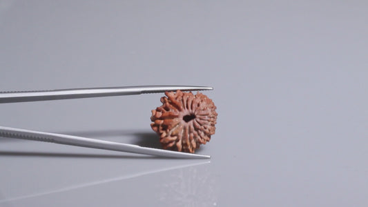 14 MUKHI RUDRAKSHA (20.96 mm)