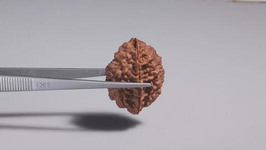 2 MUKHI RUDRAKSHA (33.30 mm)