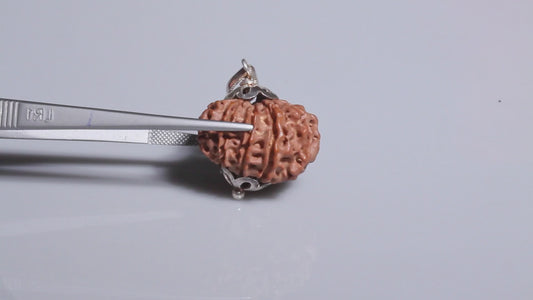 12 MUKHI RUDRAKSHA (24.77 mm)