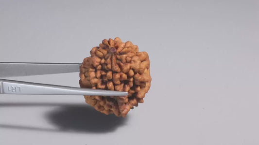 2 MUKHI RUDRAKSHA (30.33 mm)