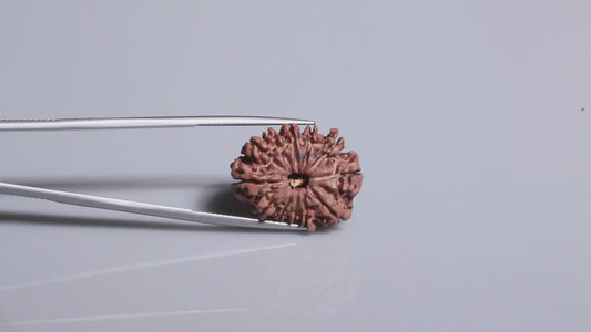 12 MUKHI RUDRAKSHA (22.98 mm)