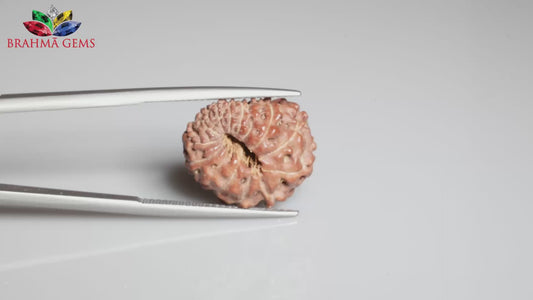 12 MUKHI RUDRAKSHA (17.41 mm)