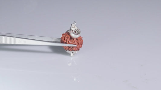 4 MUKHI RUDRAKSHA (17.87 mm)
