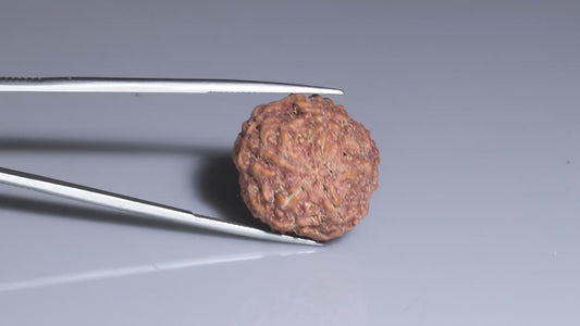 5 MUKHI RUDRAKSHA (23.55 mm)