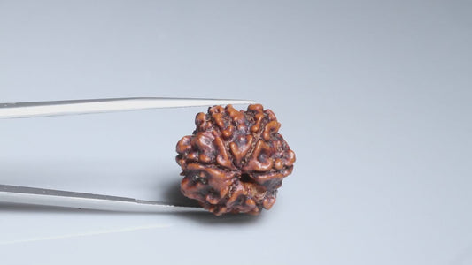 6 MUKHI RUDRAKSHA ( 21.21 mm )