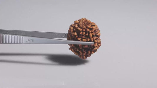 2 MUKHI RUDRAKSHA (26.94 mm)