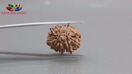 15 MUKHI RUDRAKSHA (21.95 mm)
