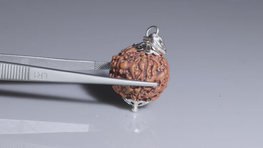 5 MUKHI RUDRAKSHA (22.04 mm)