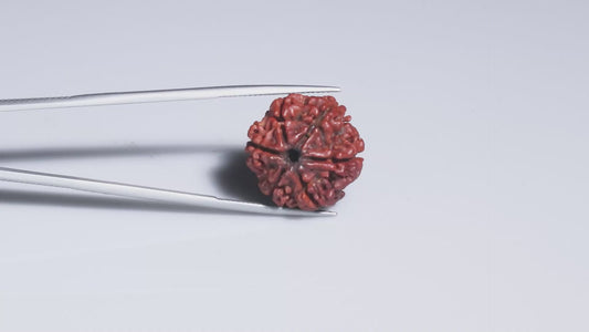 6 MUKHI RUDRAKSHA (19.51 mm)
