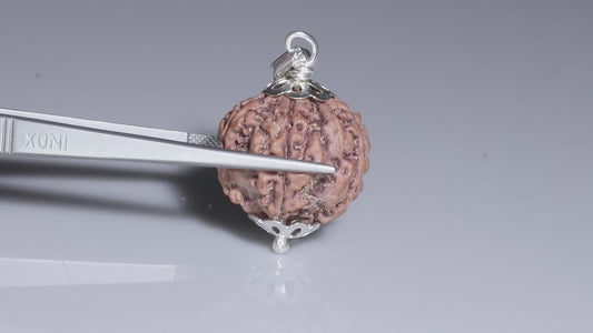 5 MUKHI RUDRAKSHA (22.85 mm)