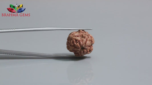 3 MUKHI RUDRAKSHA (17.53 mm)