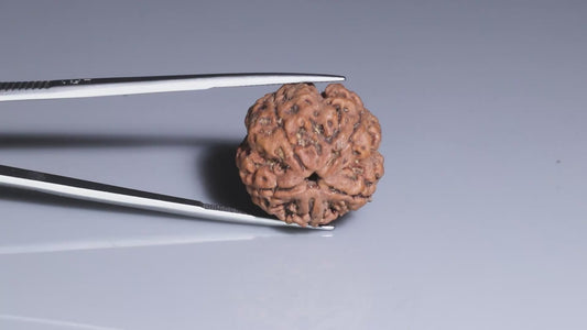 5 MUKHI RUDRAKSHA (22.70 mm)