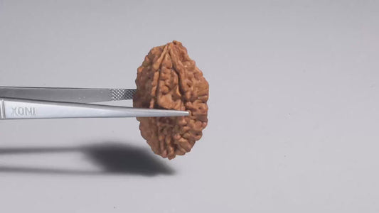 2 MUKHI RUDRAKSHA (31.41 mm)