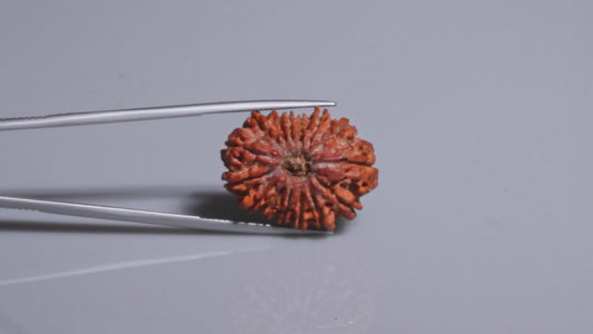 15 MUKHI RUDRAKSHA (24.91 mm)