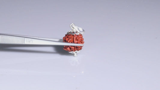 4 MUKHI RUDRAKSHA (17.36 mm)