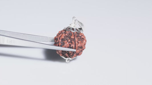6 MUKHI RUDRAKSHA (20.65 mm)