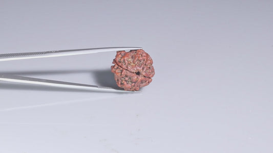 4 MUKHI RUDRAKSHA (20.47 mm)